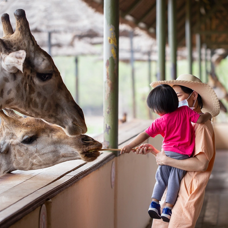タイの動物園・象乗り体験ガイド|子連れ家族に贈る至近距離の感動体験
